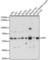 NFI / NFIC Antibody - Western blot analysis of extracts of various cell lines, using NFIC antibody at 1:1000 dilution. The secondary antibody used was an HRP Goat Anti-Rabbit IgG (H+L) at 1:10000 dilution. Lysates were loaded 25ug per lane and 3% nonfat dry milk in TBST was used for blocking. An ECL Kit was used for detection and the exposure time was 5s.