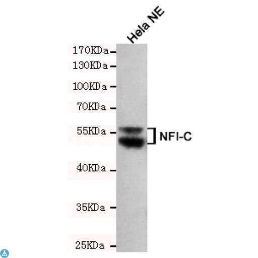 NFI / NFIC Antibody - Western blot detection of NFIC in Hela NE cell lysates using NFIC mouse mAb (1:200 diluted). Predicted band size: 56KDa. Observed band size: 56KDa.
