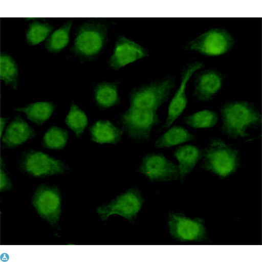 NFI / NFIC Antibody - Immunocytochemistry staining of HeLa cells fixed with 4% Paraformaldehyde and using anti-NFIC mouse mAb (dilution 1:200).
