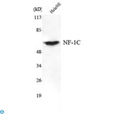 NFI / NFIC Antibody - Western Blot (WB) analysis using NF-1C Monoclonal Antibody against HeLa nuclear extract.