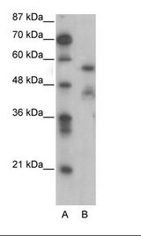 NFIA / Nuclear Factor 1 Antibody - A: Marker, B: Jurkat Cell Lysate.  This image was taken for the unconjugated form of this product. Other forms have not been tested.