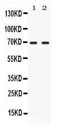 NFIA / Nuclear Factor 1 Antibody - Western blot - Anti-NFIA Picoband Antibody