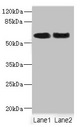 NFIA / Nuclear Factor 1 Antibody - Western blot All Lanes: NFIA antibody at 2.35ug/ml Lane 1: Rat heart tissue Lane 2: HepG-2 whole cell lysate Secondary Goat polyclonal to rabbit IgG at 1/10000 dilution Predicted band size: 56,55,61 kDa Observed band size: 56 kDa