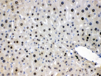 NFIA / Nuclear Factor 1 Antibody - IHC testing of FFPE mouse liver with NFIA antibody at 1ug/ml. HIER: steam section in pH6 citrate buffer for 20 min.