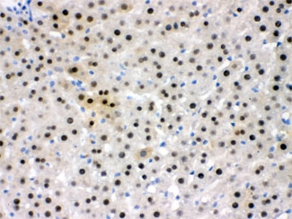 NFIA / Nuclear Factor 1 Antibody - IHC testing of FFPE rat liver with NFIA antibody at 1ug/ml. HIER: steam section in pH6 citrate buffer for 20 min.