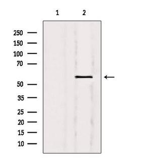 NFIA / Nuclear Factor 1 Antibody - Western blot analysis of extracts of 293 cells using Nuclear Factor 1 antibody. Lane 1 was treated with the blocking peptide.