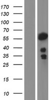 NFIA / Nuclear Factor 1 Protein - Western validation with an anti-DDK antibody * L: Control HEK293 lysate R: Over-expression lysate