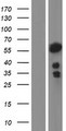 NFIA / Nuclear Factor 1 Protein - Western validation with an anti-DDK antibody * L: Control HEK293 lysate R: Over-expression lysate