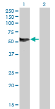 NFIB Antibody - Western blot of NFIB expression in transfected 293T cell line by NFIB monoclonal antibody (M08), clone 2D6.