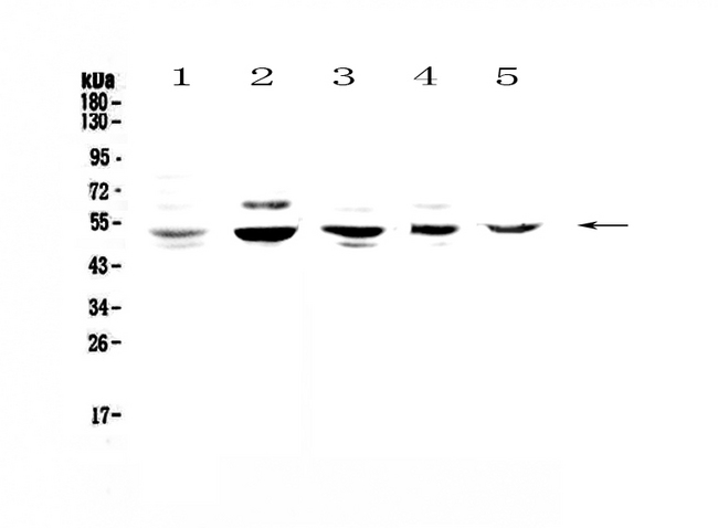 NFIB Antibody - Western blot - Anti-NFIB/NF1B2 Picoband antibody