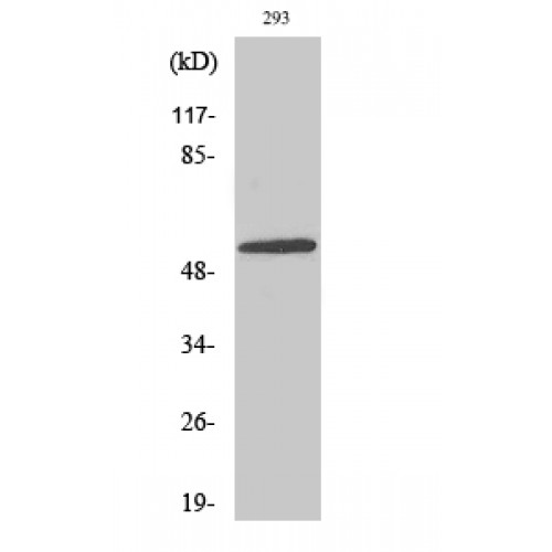 NFIL3 Antibody - Western blot of E4BP4 antibody