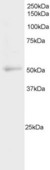 NFIL3 Antibody - NFIL3 antibody staining (2µg/ml) of Daudi cell lysate (RIPA buffer, 20µg total protein per lane). Detected by chemiluminescence.