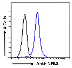 NFIL3 Antibody - NFIL3 antibody flow cytometric analysis of paraformaldehyde fixed Human peripheral blood mononuclear cells (blue line), permeabilized with 0.5% Triton. Primary incubation 1hr (10ug/ml) followed by Alexa Fluor 488 secondary antibody (2ug/ml). IgG control: Unimmunized goat IgG (black line) followed by Alexa Fluor 488 secondary antibody.