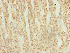 NFIL3 Antibody - Immunohistochemistry of paraffin-embedded human adrenal gland tissue at dilution 1:100