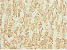 NFIL3 Antibody - Immunohistochemistry of paraffin-embedded human adrenal gland tissue at dilution 1:100