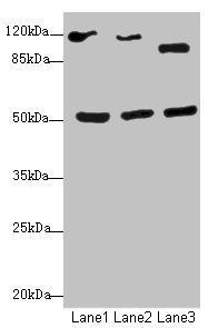 NFIL3 Antibody - Western blot All Lanes: NFIL3antibody at 2.79ug/ml Lane 1: HepG-2 whole cell lysate Lane 2: 293T whole cell lysate Lane 3: Hela whole cell lysate Secondary Goat polyclonal to Rabbit IgG at 1/10000 dilution Predicted band size: 51 kDa Observed band size: 51 kDa,90kDa