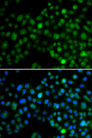 NFIL3 Antibody - Immunofluorescence analysis of MCF-7 cells using NFIL3 antibody. Blue: DAPI for nuclear staining.