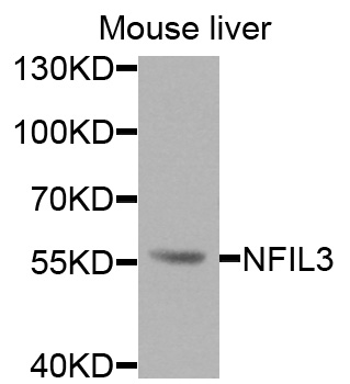 NFIL3 Antibody - Western blot analysis of extracts of mouse liver, using NFIL3 antibody at 1:1000 dilution. The secondary antibody used was an HRP Goat Anti-Rabbit IgG (H+L) at 1:10000 dilution. Lysates were loaded 25ug per lane and 3% nonfat dry milk in TBST was used for blocking. An ECL Kit was used for detection and the exposure time was 60s.