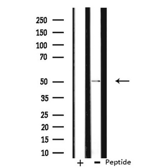 NFIL3 Antibody - Western blot analysis of extracts of 293 cells using NFIL3 antibody.