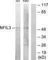 NFIL3 Antibody - Western blot analysis of extracts from 293 cells and K562 cells, using NFIL3 antibody.