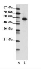 NFIL3 Antibody - A: Marker, B: Transfected 293T Cell Lysate.  This image was taken for the unconjugated form of this product. Other forms have not been tested.