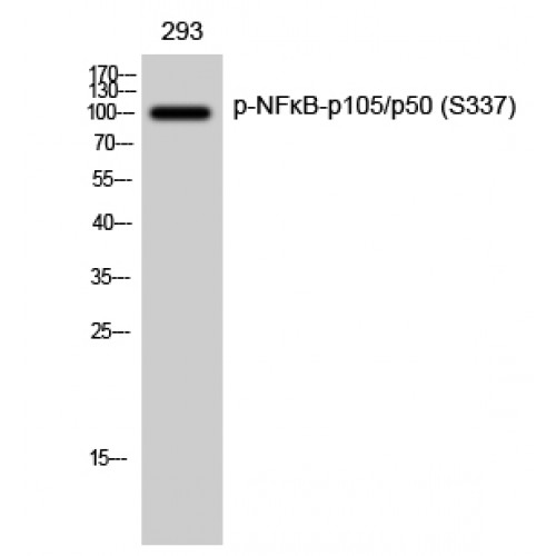 NFKB1 / NF-Kappa-B Antibody - Western blot of Phospho-NFkappaB-p105/p50 (S337) antibody
