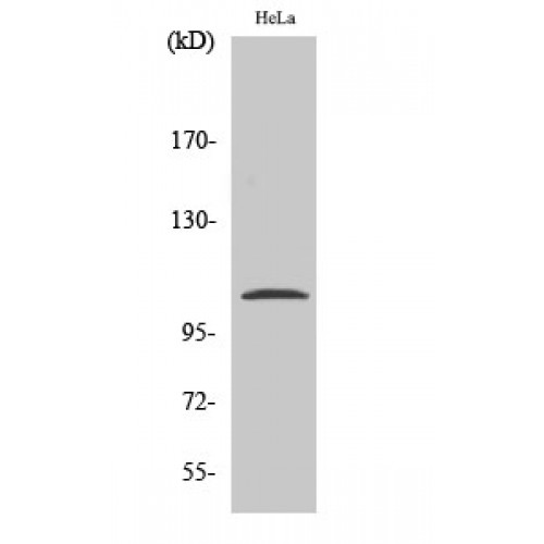 NFKB1 / NF-Kappa-B Antibody - Western blot of Phospho-NFkappaB-p105 (S932) antibody