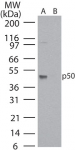 NFKB1 / NF-Kappa-B Antibody - Western blot of p50 in HeLa cell lysate in the A) absence and B) presence of immunizing peptide using antibody at 5 ug/ml.