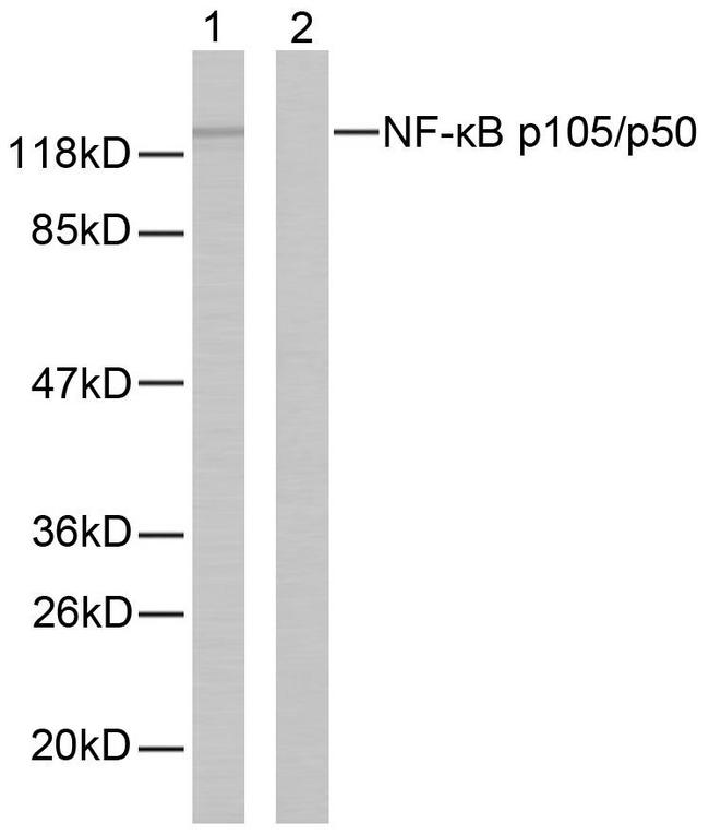 NFKB1 / NF-Kappa-B Antibody - Western blot analysis of lysates from MDA-MB-435 cells, using NF-kappaB p105/p50 Antibody. The lane on the right is blocked with the synthesized peptide.