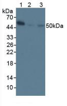 NFKB1 / NF-Kappa-B Antibody - Western Blot; Sample: Lane1: Mouse Spleen Tissue; Lane2: Mouse Stomach Tissue; Lane3: Human Raji Cells.
