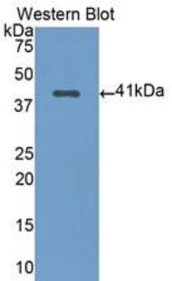 NFKB1 / NF-Kappa-B Antibody - Western blot of recombinant NFKB1.  This image was taken for the unconjugated form of this product. Other forms have not been tested.