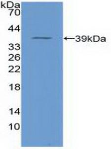 NFKB1 / NF-Kappa-B Antibody - Western Blot; Sample: Recombinant NFkB, Human.