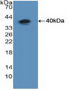 NFKB1 / NF-Kappa-B Antibody - Western Blot; Sample: Recombinant NFkB, Human.
