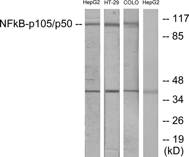 NFKB1 / NF-Kappa-B Antibody - Western blot analysis of lysates from HepG2, HT-29, and COLO cells, using NF-kappaB p105/p50 Antibody. The lane on the right is blocked with the synthesized peptide.