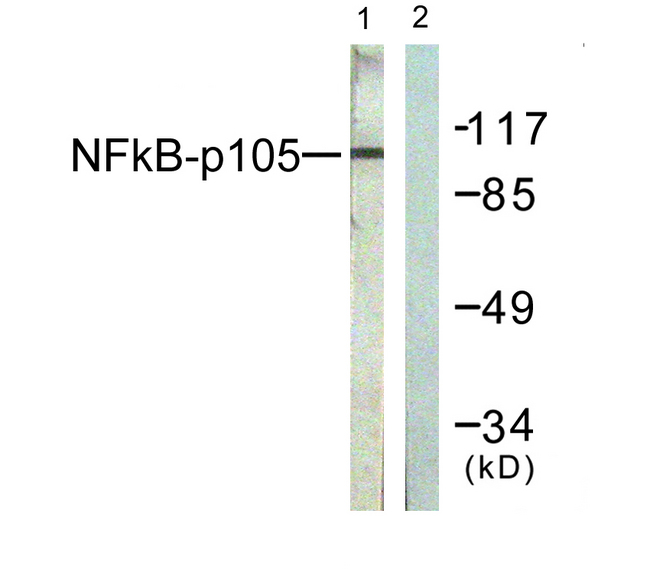 NFKB1 / NF-Kappa-B Antibody - Western blot analysis of lysates from HeLa cells, treated with TNF-a 20ng/ml 5', using NF-kappaB p105/p50 Antibody. The lane on the right is blocked with the synthesized peptide.