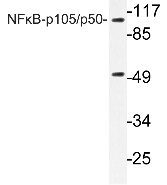 NFKB1 / NF-Kappa-B Antibody - Western blot of NFB-p105/p50 (D926)pAb in extracts from Jurkat cells.