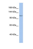 NFKB1 / NF-Kappa-B Antibody - NFKB1 antibody Western blot of 1 Cell lysate. Antibody concentration 1 ug/ml. This image was taken for the unconjugated form of this product. Other forms have not been tested.