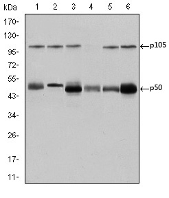 NFKB1 / NF-Kappa-B Antibody - Western blot using NFKB1 mouse monoclonal antibody against K562 (1), Jurkat (2), A431 (3), HeLa (4), THP-1 (5) and MCF-7 (6) cell lysate.