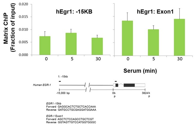 NFKB1 / NF-Kappa-B Antibody - NFkB p50 Antibody in ChIP assay (ChIP)