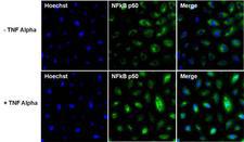 NFKB1 / NF-Kappa-B Antibody - NFkB p50 Antibody in Immunofluorescence (IF)
