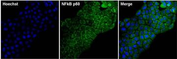 NFKB1 / NF-Kappa-B Antibody - NFkB p50 Antibody in Immunofluorescence (IF)