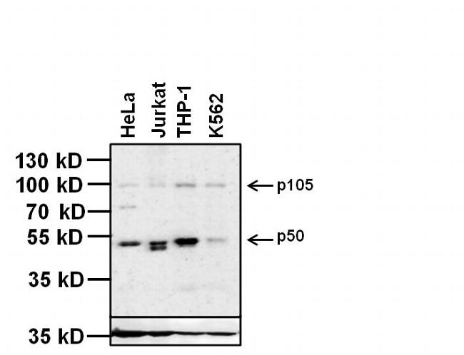 NFKB1 / NF-Kappa-B Antibody - NFkB p50 Antibody in Western Blot (WB)