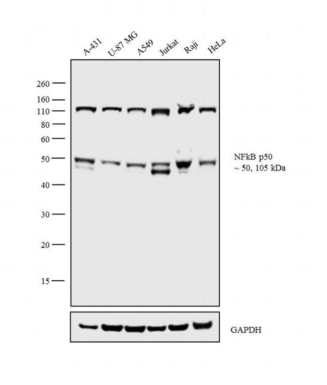 NFKB1 / NF-Kappa-B Antibody - NFkB p50 Antibody in Western Blot (WB)