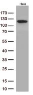 NFKB1 / NF-Kappa-B Antibody - Western blot analysis of extracts. (35ug) from Hela cells by using anti-NFKB1 monoclonal antibody. (1:250)