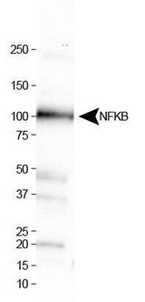 NFKB1 / NF-Kappa-B Antibody - Western Blot: NFkB p105 Antibody - WB analysis of NFkB in HepG2 whole cell lysate.  This image was taken for the unconjugated form of this product. Other forms have not been tested.