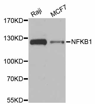 NFKB1 / NF-Kappa-B Antibody - Western blot analysis of extracts of various cell lines, using NFKB1 antibody at 1:1000 dilution. The secondary antibody used was an HRP Goat Anti-Rabbit IgG (H+L) at 1:10000 dilution. Lysates were loaded 25ug per lane and 3% nonfat dry milk in TBST was used for blocking. An ECL Kit was used for detection and the exposure time was 90s.