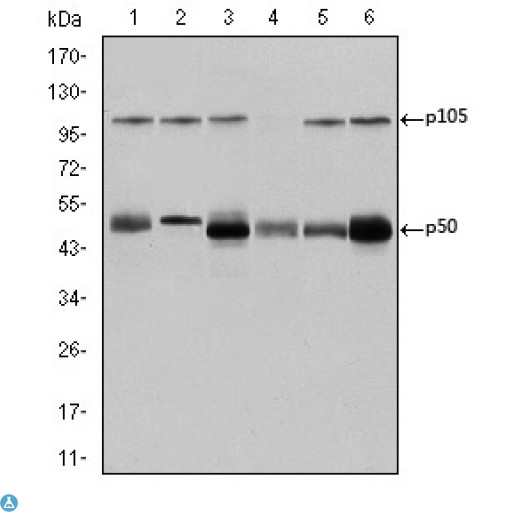 NFKB1 / NF-Kappa-B Antibody - ELISA analysis of NFkappaB-p105/p50 antibody.