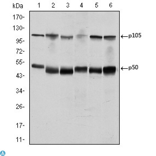NFKB1 / NF-Kappa-B Antibody - ELISA analysis of NFkappaB-p105/p50 antibody.