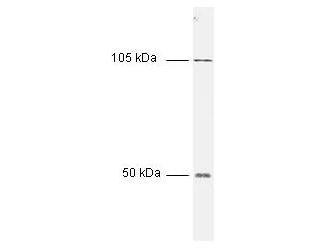 NFKB1 / NF-Kappa-B Antibody - All incubations except color development were performed using TBS supplemented with 0.1% Tween-20 at room temperature. The membrane was blocked in 5% dry milk for 2 h. After washing, a:1:1,000 dilution of the primary antibody was added to the membrane and incubated for 2 h. Washes with buffer were performed 4 times for 5' each. The western blot was incubated with secondary antibody diluted 1:2,000 for 1 h. Washes with TBS preceded color development.
