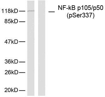 NFKB1 / NF-Kappa-B Antibody - Western blot analysis of lysates from MDA-MB-435 cells, using NF-kappaB p105/p50 (Phospho-Ser337) Antibody. The lane on the left is blocked with the phospho peptide.